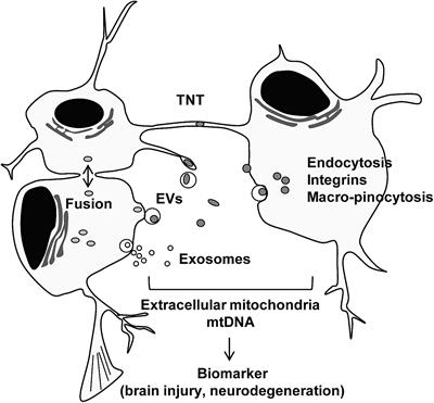 Extracellular Mitochondria Signals in CNS Disorders